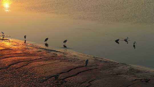 杭州钱塘江滩涂湿地候鸟白鹭夕阳