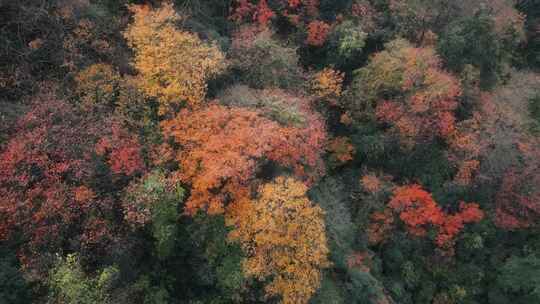 杭州富阳墅溪村林峰山森林秋色航拍