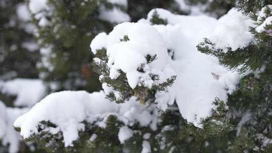 冬天下雪唯美雪景松树枝头被雪覆盖