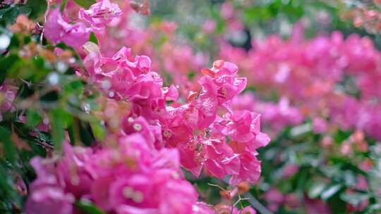 雨滴从粉色花朵上滴落慢镜头