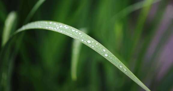 春雨雨水雨滴水珠绿叶随风摇曳清新唯美