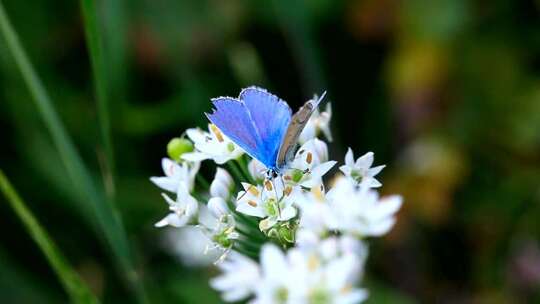 蓝色蝴蝶趴在白色花朵上