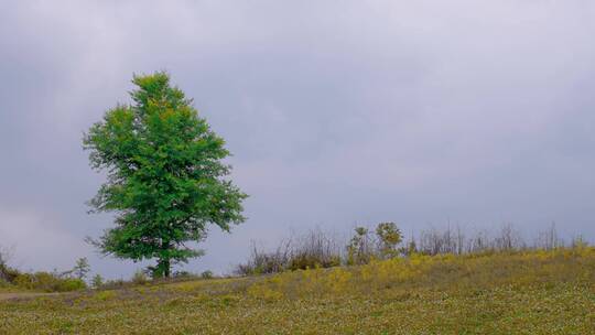 山坡一颗树