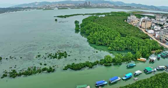 盐洲红树林保护区惠东候鸟白沙村