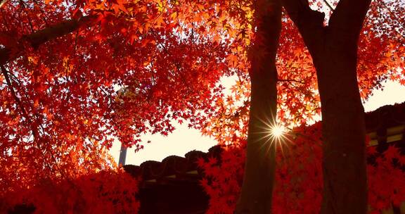秋天江南古风建筑旁色彩鲜艳的枫叶红叶