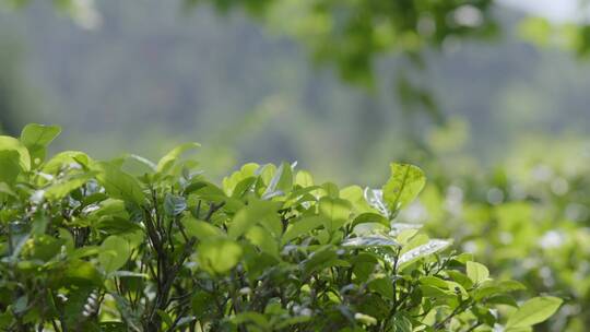 大风下的茶叶 南方茶场 茶山 茶叶 绿茶