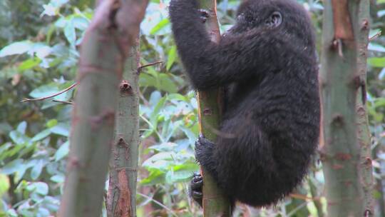 大猩猩在爬树视频素材模板下载