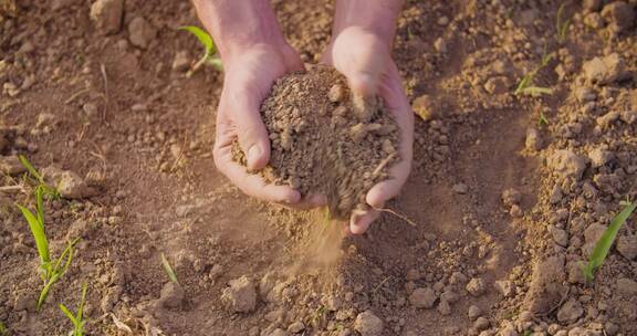 农民手捧土壤检查质量