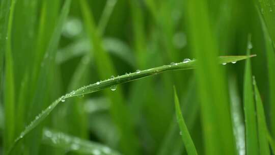 禾苗草叶上的水珠特写