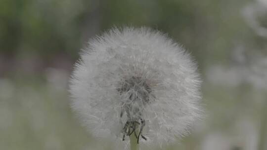 野花野草蒲公英LOG