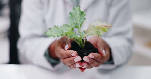 科学、手和女人与植物在实验室进行研究、生