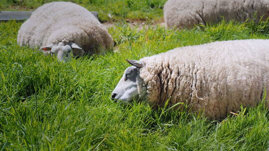 绵羊在草地里吃草视频素材模板下载
