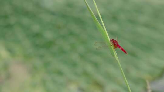 野趣盎然：鸡头米与赤蜻蜓