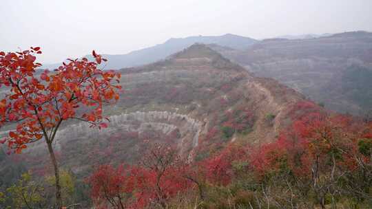 相机摄4K高清湖北宜昌柳林万金山红叶2