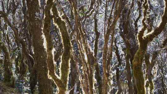森林树林丛林苔藓覆盖生长