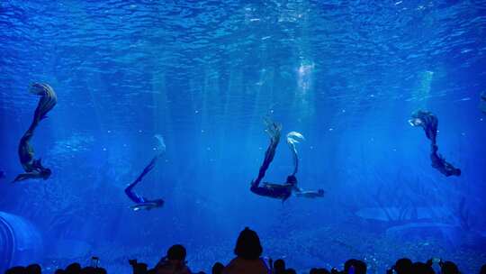 海洋水族馆鱼群