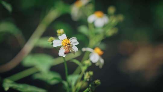 【正版素材】春天植物