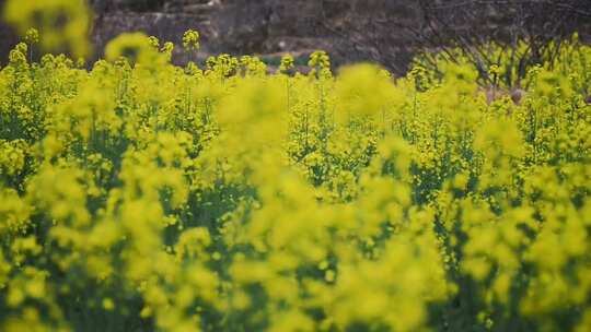 山坡上的油菜花