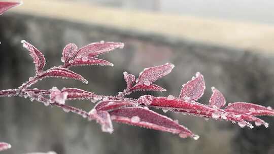 红色枫树树叶植物特写