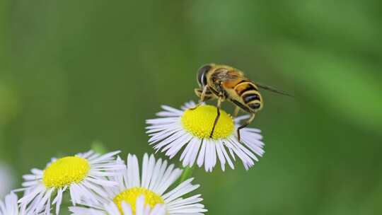 夏天采蜜的蜜蜂和白色野花微距特写镜头