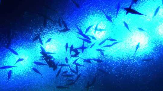 海底世界的鱼合集