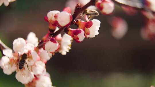 春天梨花 苹果花 杏花盛开视频