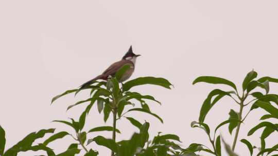 红耳鹎小鸟在树梢