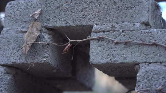 砖 瓦 建筑 居住 生活 农村 年代