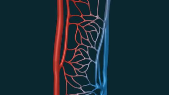 医学血管动静脉毛细血管血液肺循环动画视频素材模板下载
