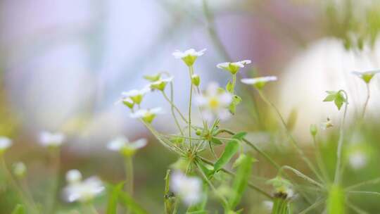 路边的野花