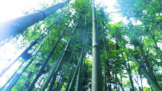 大自然竹林视频素材模板下载