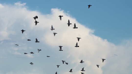 鸽子在天空飞翔蓝天白云