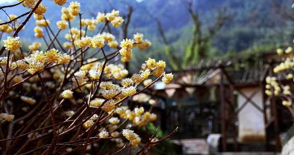 春天古风建筑旁结香盛开