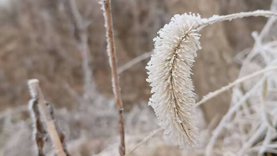 冬天落满霜的植物