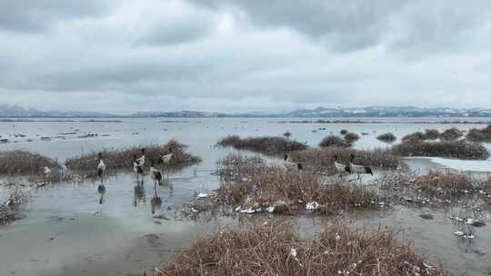 威宁草海冬天雪地黑颈鹤冰雪候鸟