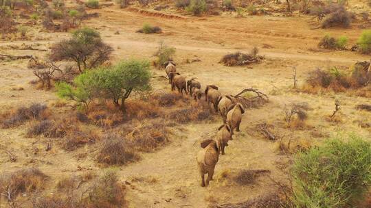 草原上的非洲象群