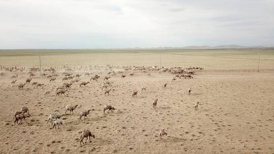 新疆骆驼群航拍视频素材模板下载