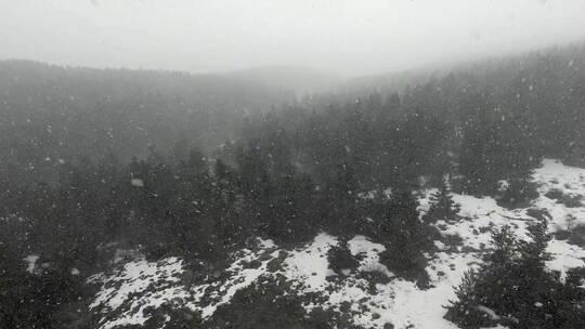 松林里的暴风雪