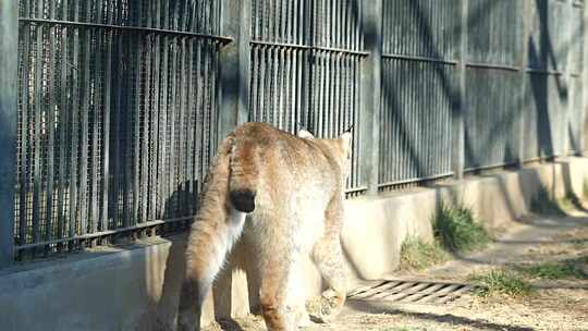 猞猁 猫科 食肉目 猫 动物 动物园