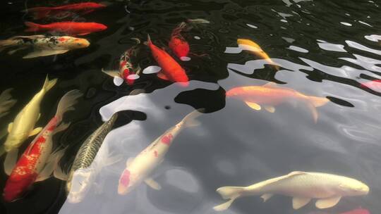 水里的锦鲤鱼