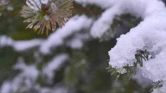 雪覆盖了松树的叶子