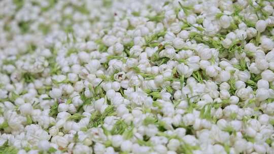 升格慢动作微距特写茉莉花与茉莉花茶制作