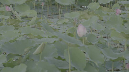 荷花池的荷花视频素材模板下载