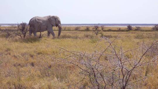 草原上觅食的大象