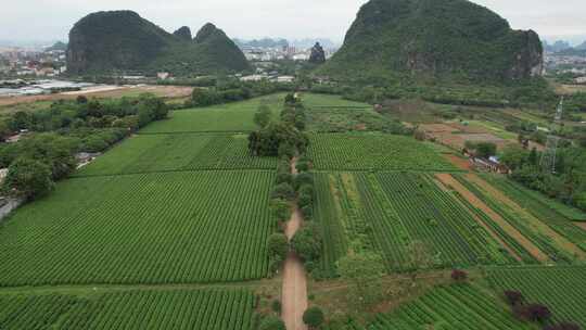 广西桂林尧山茶园