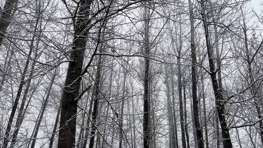 冬天树林上的白雪视频合集