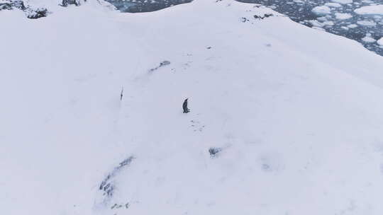 孤王企鹅波浪翼南极洲鸟瞰图
