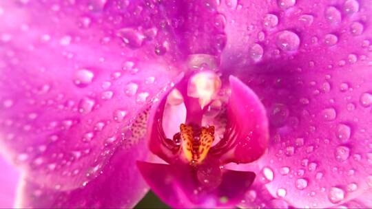 粉红色兰花上的水滴