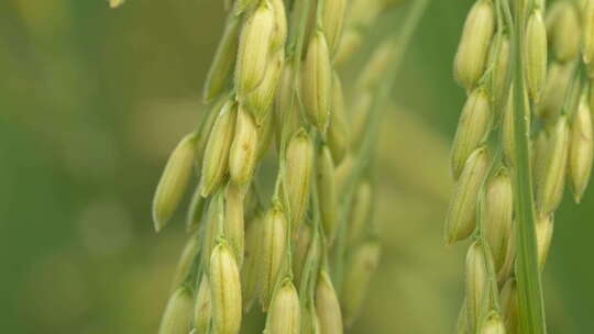 水稻穗五常大米丰收 微距特写