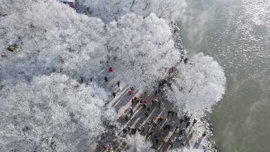 小雾凇岛树挂游人游客冬天东北冰雪旅游吉林